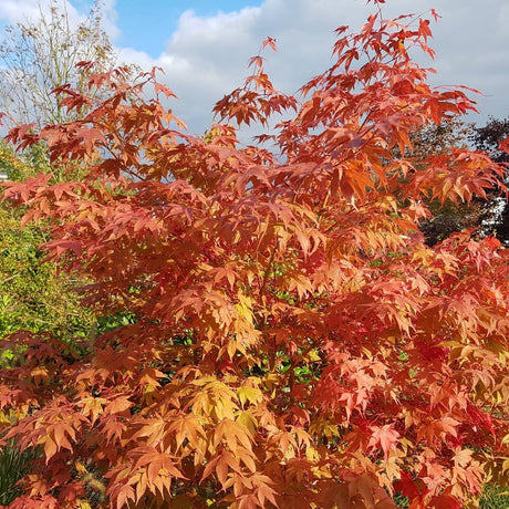 Dense Acer palmatum ‘Osakazuki’ foliage turning vivid scarlet and orange in autumn.