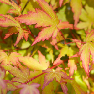 Acer palmatum ‘Sango-kaku’