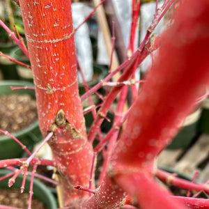 Acer palmatum ‘Sango-kaku’