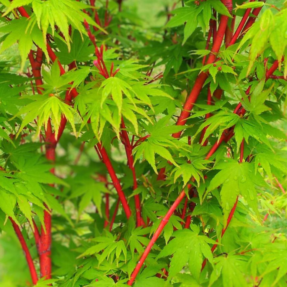 Acer palmatum ‘Sango-kaku’