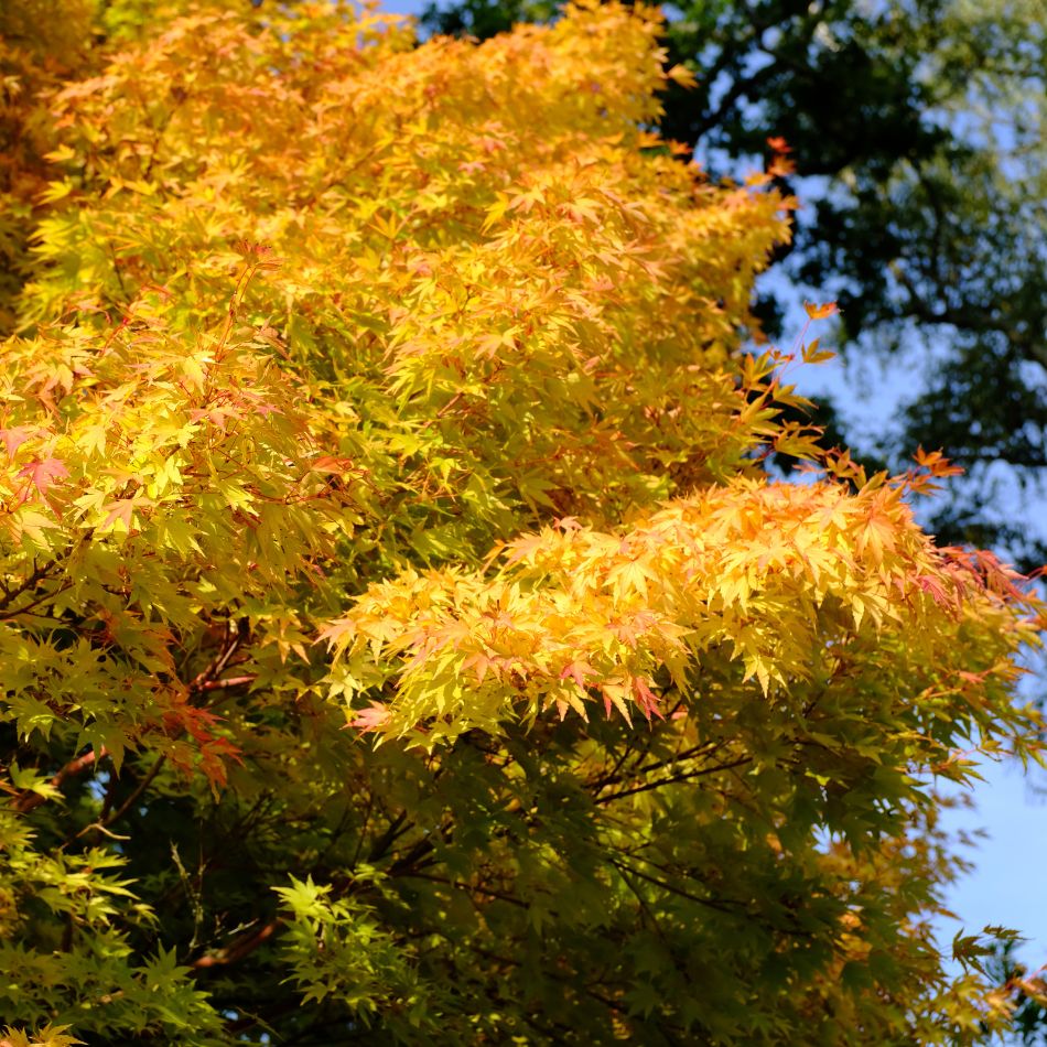 Acer palmatum ‘Sango-kaku’