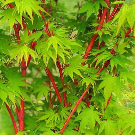 Bright coral-red Acer palmatum ‘Sango-kaku’ stems showing through fresh green leaves.