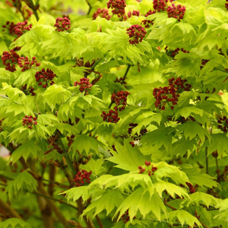Acer palmatum ‘Seiryū’ foliage in luminous yellow-green with clusters of dark red winged seeds.