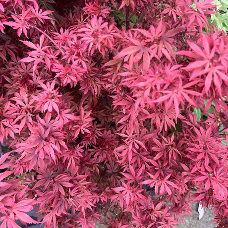 Dense compact Acer palmatum ‘Shaina’ foliage coloured bright pink-red and deep burgundy.