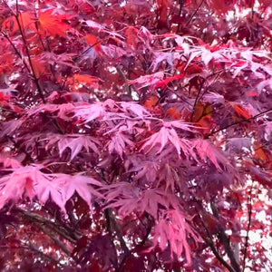 Acer palmatum ‘Sherwood Flame’