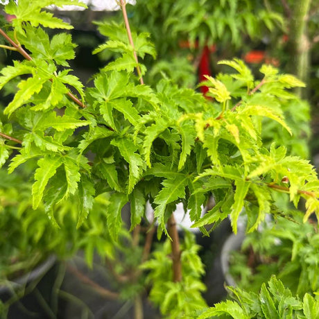 Close-up of compact clusters of crinkled green leaves on Acer palmatum ‘Shishi-gashira’.