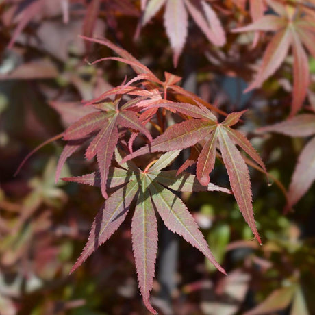 Close-up of narrow, deeply lobed burgundy leaves on Acer palmatum ‘Skeeter’s Broom’.