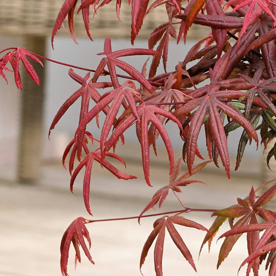 Acer palmatum ‘Starfish’