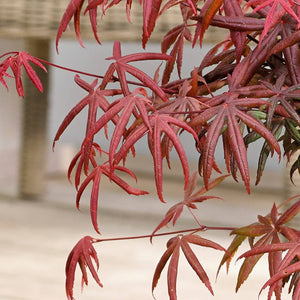 Acer palmatum ‘Starfish’