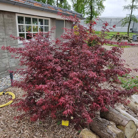 Small Acer palmatum ‘Starfish’ tree with an open crown of dark red foliage in a garden bed.