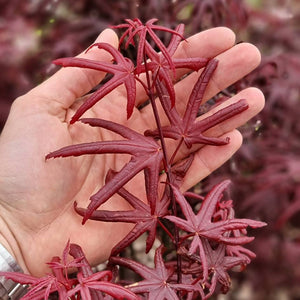 Acer palmatum ‘Starfish’