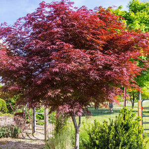 Acer palmatum ‘Sumi-nagashi’