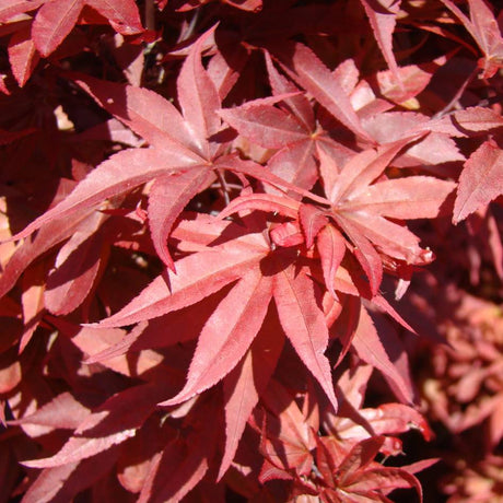 Close-up of salmon-red, deeply lobed leaves on Acer palmatum ‘Twombly’s Red Sentinel’.