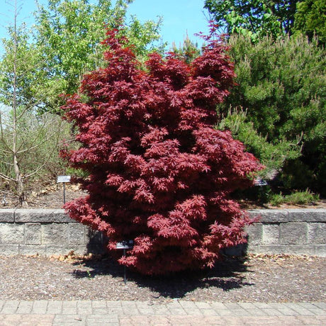 Compact upright Acer palmatum ‘Twombly’s Red Sentinel’ with dense burgundy foliage in a nursery.