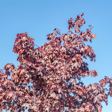 Upper crown of Acer platanoides ‘Crimson Sentry’ covered in deep burgundy leaves against blue sky.