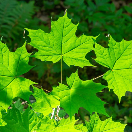 Sunlit green Acer platanoides ‘Emerald Queen’ leaves showing prominent veins and pointed lobes.