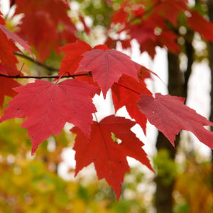 Brilliant scarlet Acer rubrum ‘October Glory’ leaves on slender dark stems.