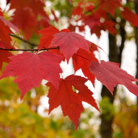 Brilliant scarlet Acer rubrum ‘October Glory’ leaves on slender dark stems.