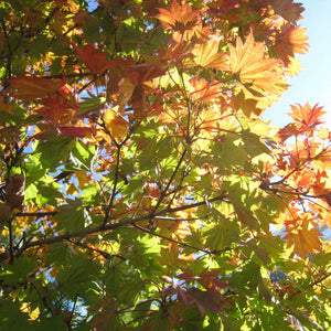 Acer shirasawanum ‘Aureum’