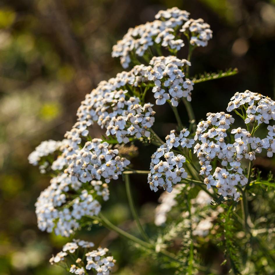 Close-up of clustered creamy-white Achillea millefolium flower heads.