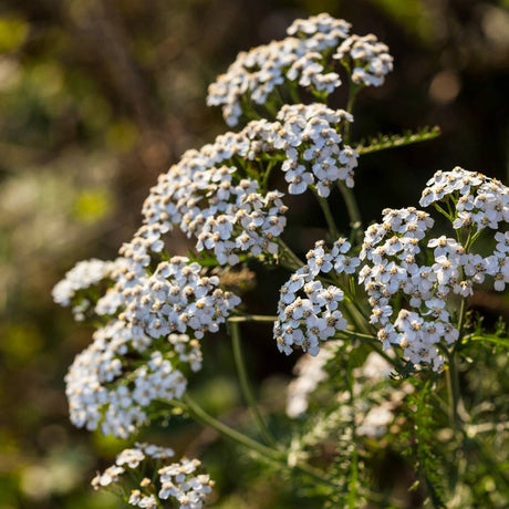 Close-up of clustered creamy-white Achillea millefolium flower heads.