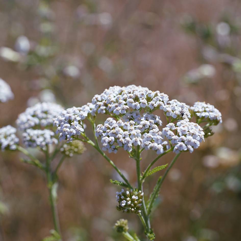 Airy white Achillea millefolium flower cluster against a softly blurred pink and green background.