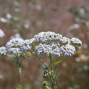 Airy white Achillea millefolium flower cluster against a softly blurred pink and green background.