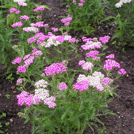 Achillea millefolium ‘Cerise Queen’ with mixed pink and pale flower clusters above feathery foliage in a border.