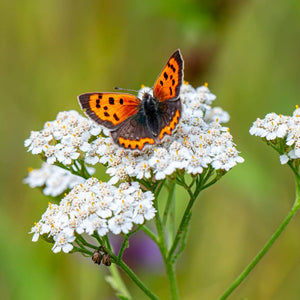 Small copper butterfly perched on white Achillea millefolium flowers.
