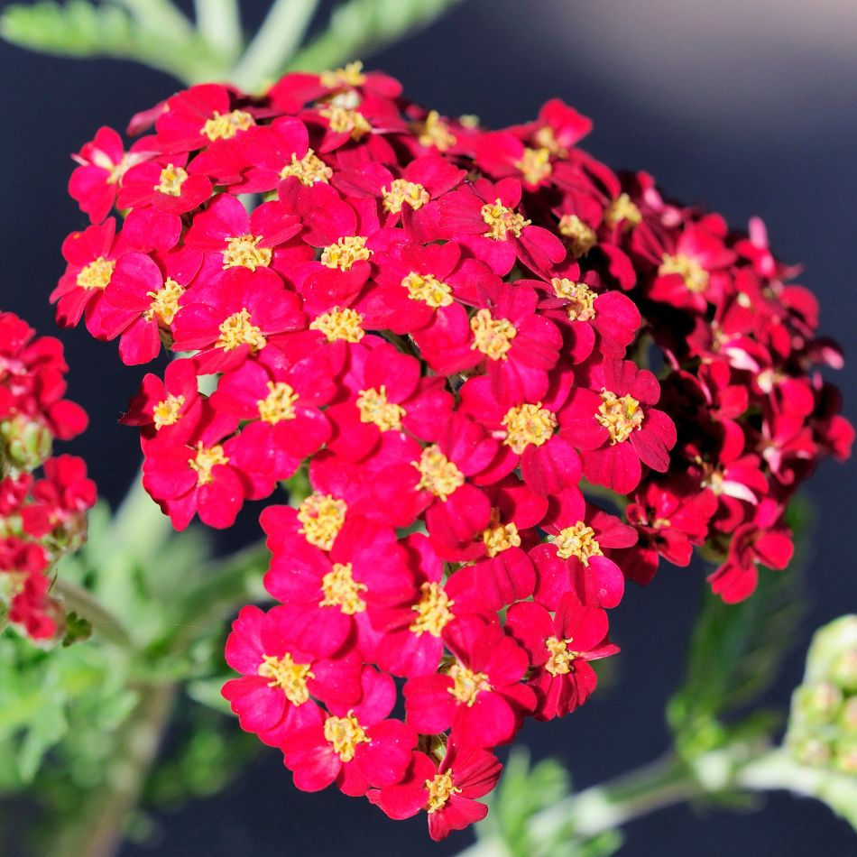 Achillea millefolium ‘Paprika’