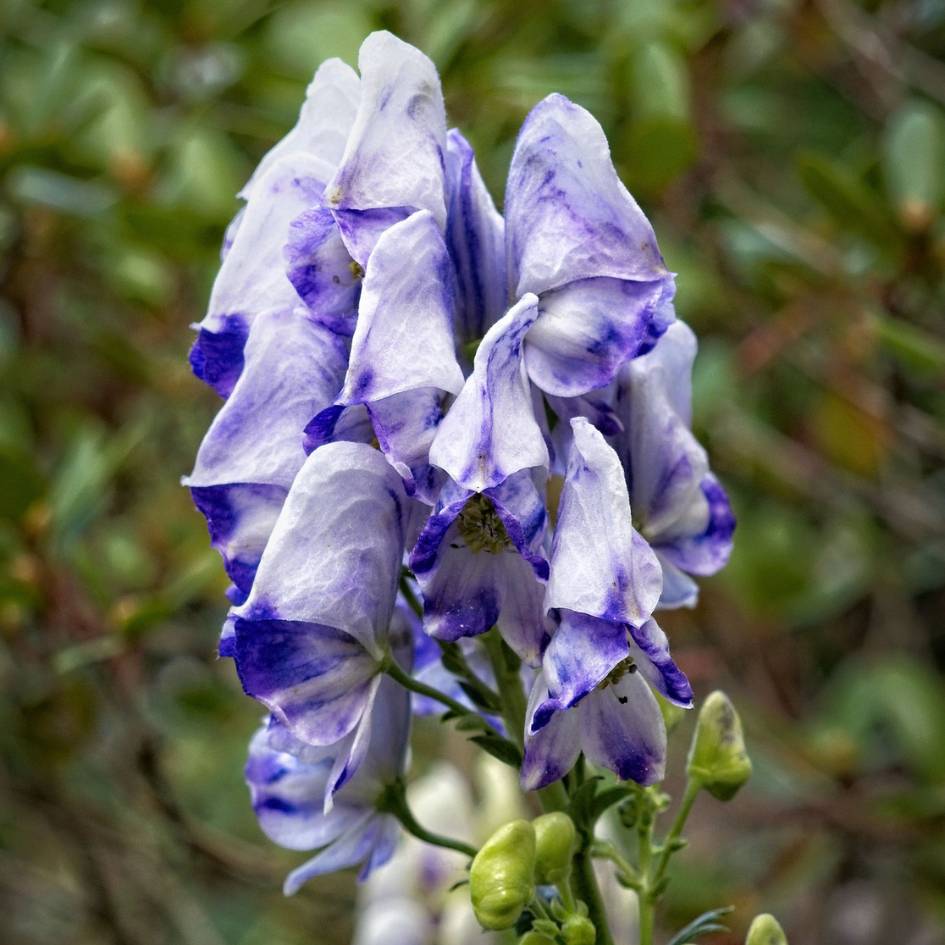 Close-up of blue and white hooded flowers on Aconitum carmichaelii ‘Cloudy’.