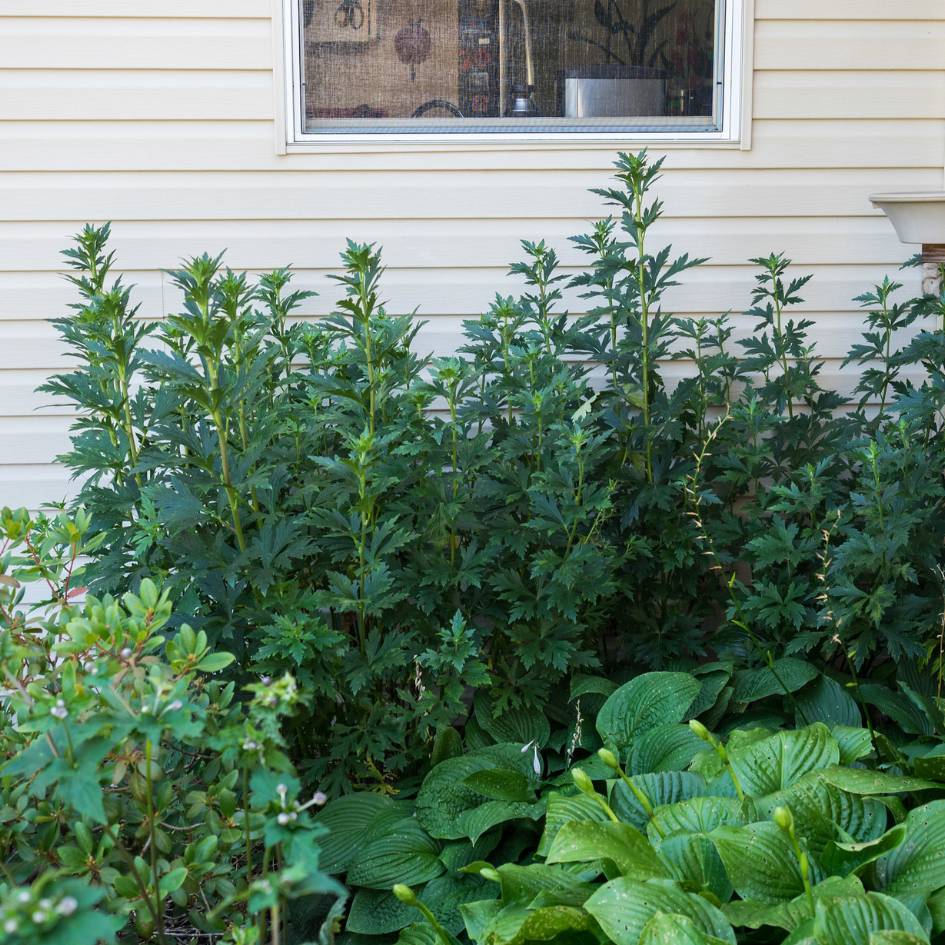 Dense leafy clump of Aconitum carmichaelii ‘Cloudy’ growing beside a house wall.