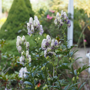 Pale lavender and white flower spikes of Aconitum carmichaelii ‘Cloudy’ in a sunny border.