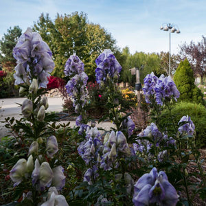 Tall spikes of violet-blue and white hooded flowers on Aconitum carmichaelii ‘Cloudy’ in a garden.