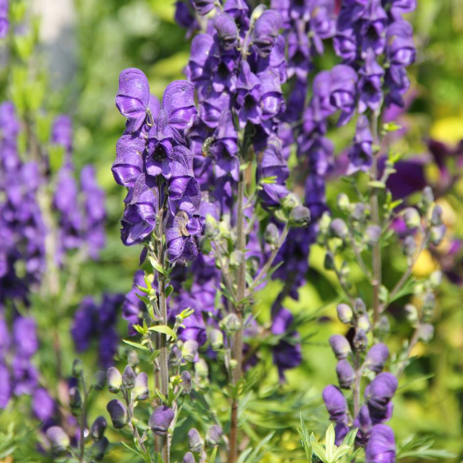 Aconitum carmichaelii ‘Royal Flush’