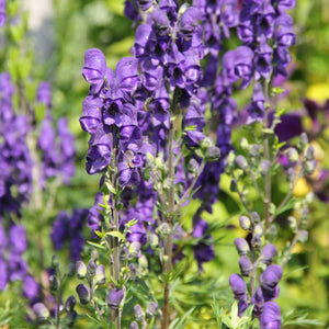 Aconitum carmichaelii ‘Royal Flush’