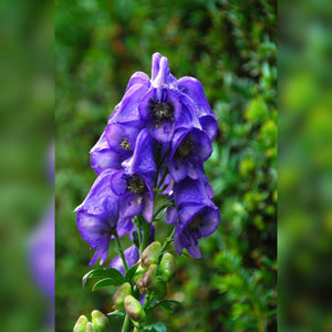 Aconitum carmichaelii ‘Royal Flush’