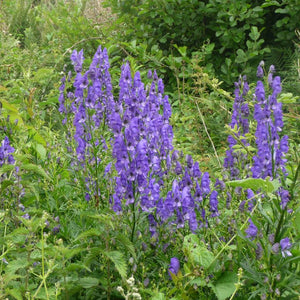 Groups of tall purple Aconitum napellus flower spikes in a lush woodland garden.