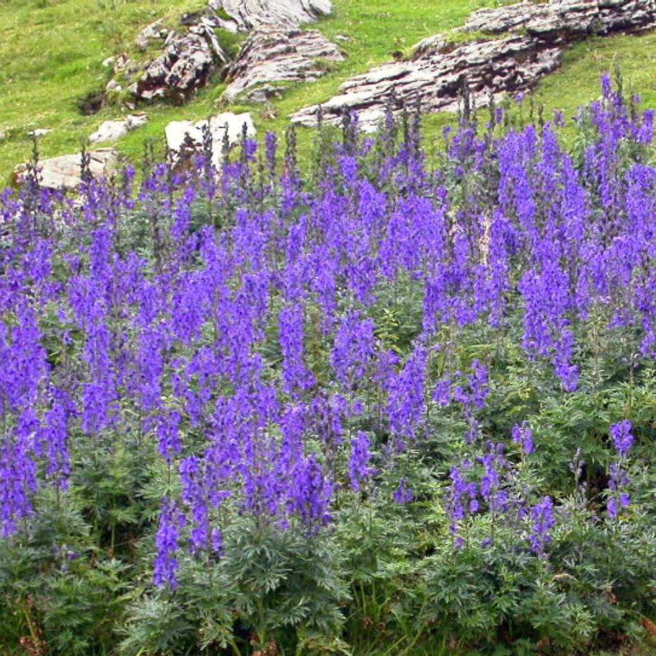 Large drift of purple Aconitum napellus flowering below a rocky slope.