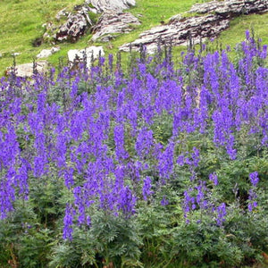 Large drift of purple Aconitum napellus flowering below a rocky slope.