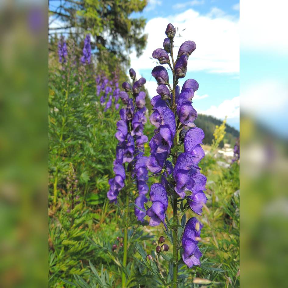 Close-up of a single upright Aconitum napellus spike with deep violet hooded flowers.