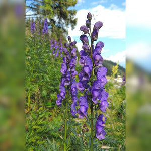 Close-up of a single upright Aconitum napellus spike with deep violet hooded flowers.