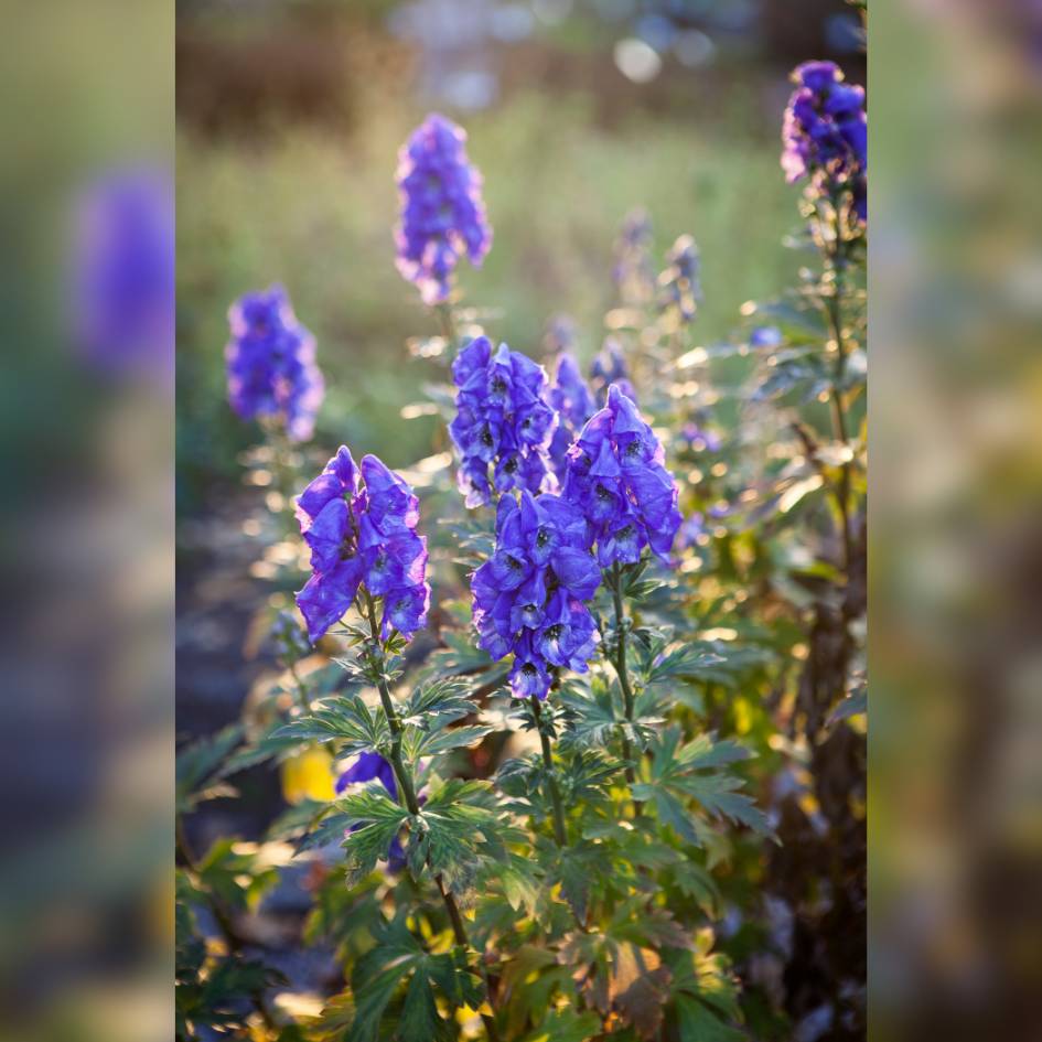 Blue-violet Aconitum napellus flower spikes glowing in a sunlit garden border.