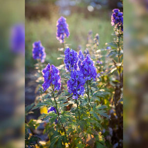 Blue-violet Aconitum napellus flower spikes glowing in a sunlit garden border.