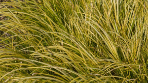 All Grasses