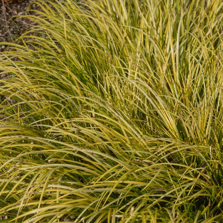 Dense tuft of arching golden yellow and green Acorus gramineus ‘Ogon’ foliage.
