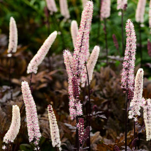 Actaea simplex ‘Brunette’