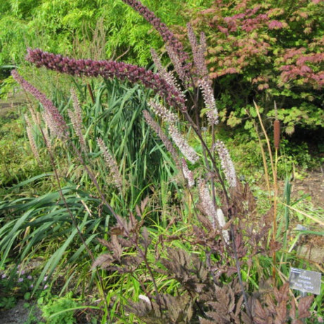 Arching dusky-pink flower spike of Actaea simplex ‘Pink Spike’ above dark divided foliage.