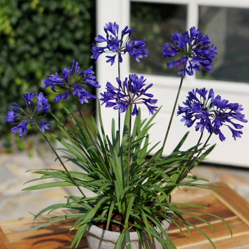 Potted Agapanthus ‘Brilliant Blue’ with several deep blue flower heads above strap-shaped leaves.