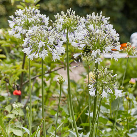 Tall stems of Agapanthus ‘Fireworks’ bearing rounded pale blue-white flower heads.